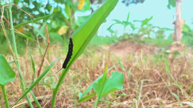 Worm so lovely
