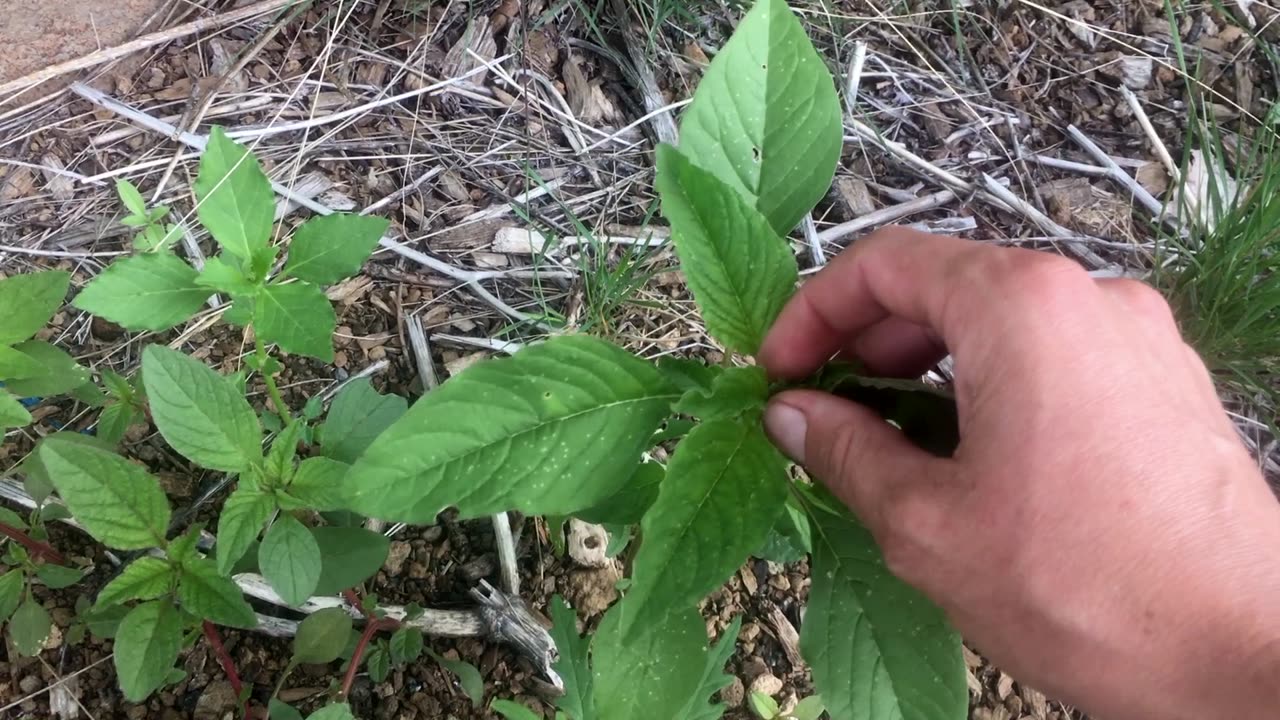 Eating the Weeds