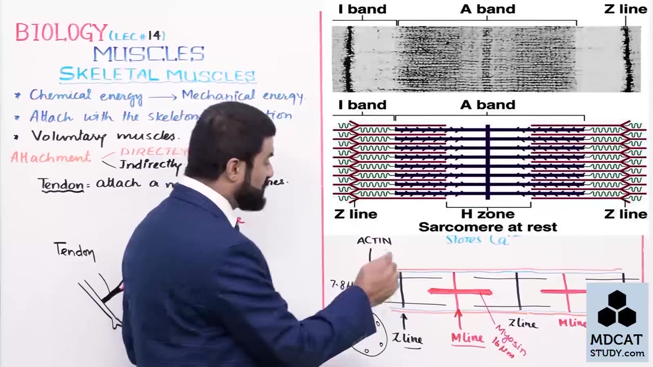 LEC#14 SKELETAL MUSCLES