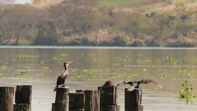 Close Up Video Of A Bird On Bark