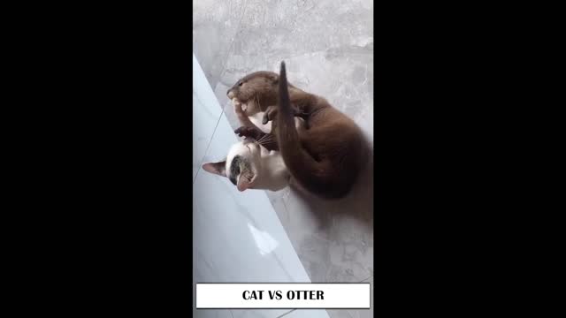 cat vs otter