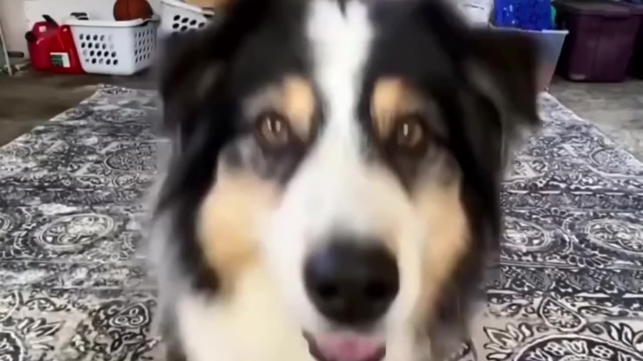 Sweet Dog Funny Moments