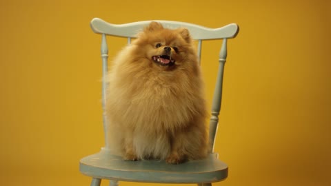 Fluffy Boy Sitting on Chair