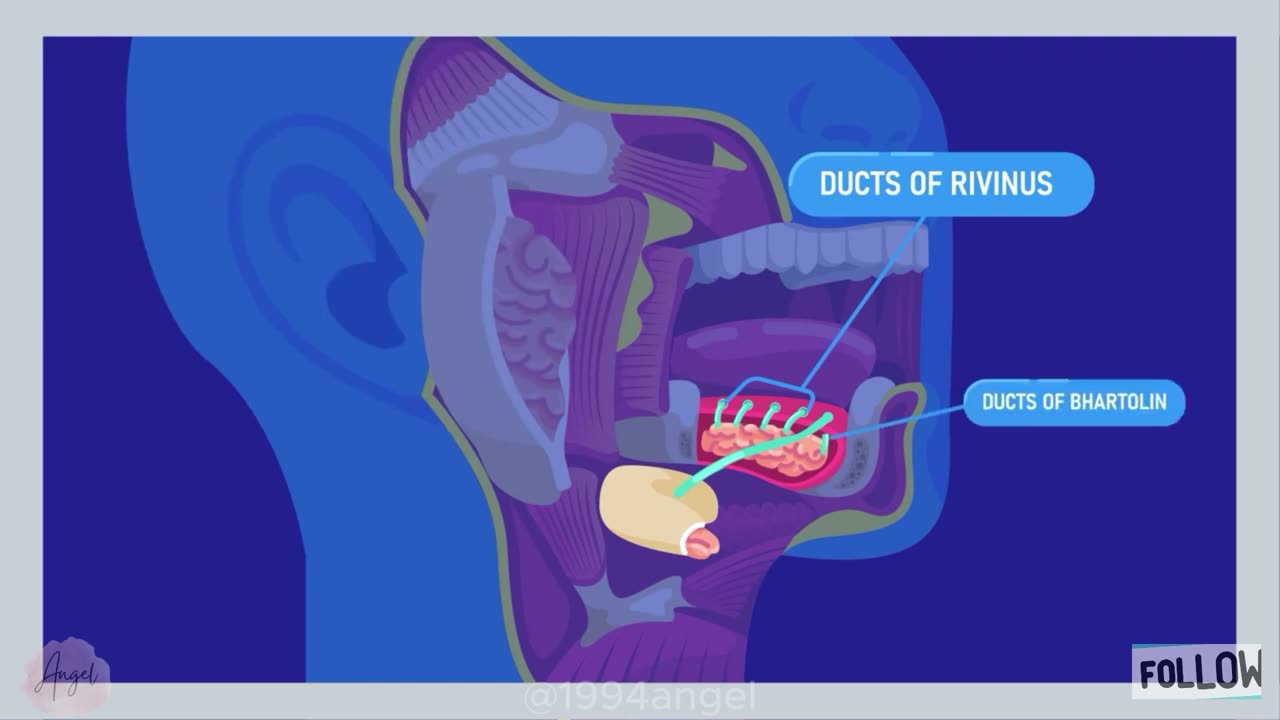 Investigating The Anatomy of The Glands _ Salivary Glands Part 1