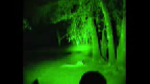 Night Hog Hunt
