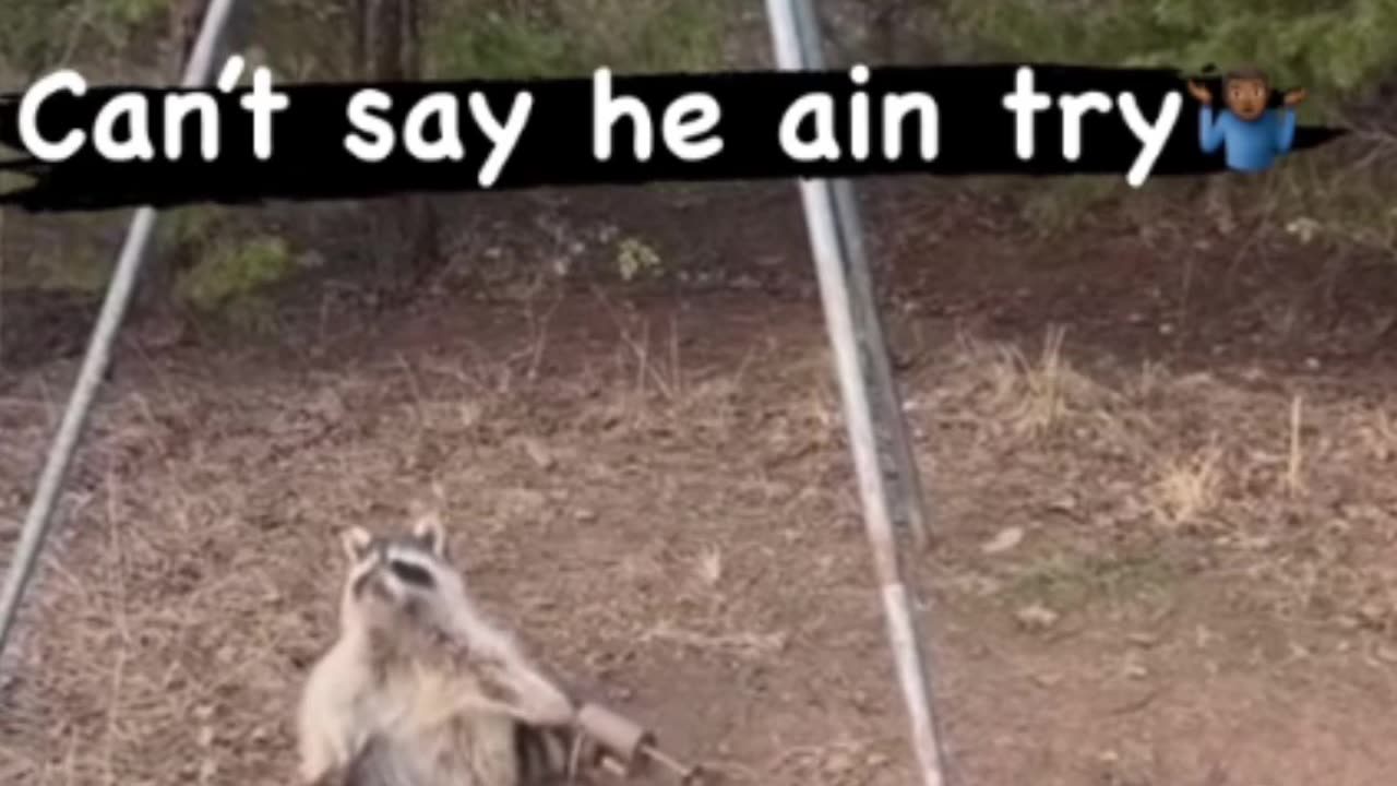 When animals steal a page from Lebron James!