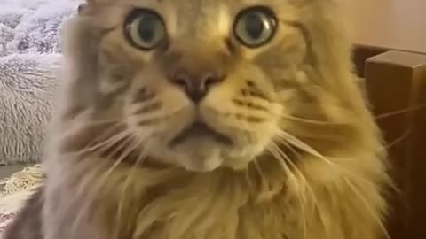 A girl in a foreign country talked to the cat in Chinese, and the cat was stunned