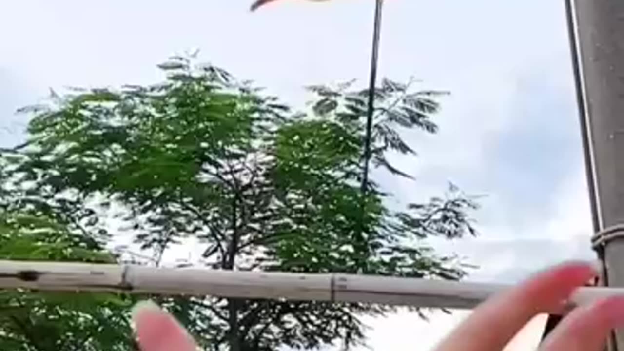 Squirrel video