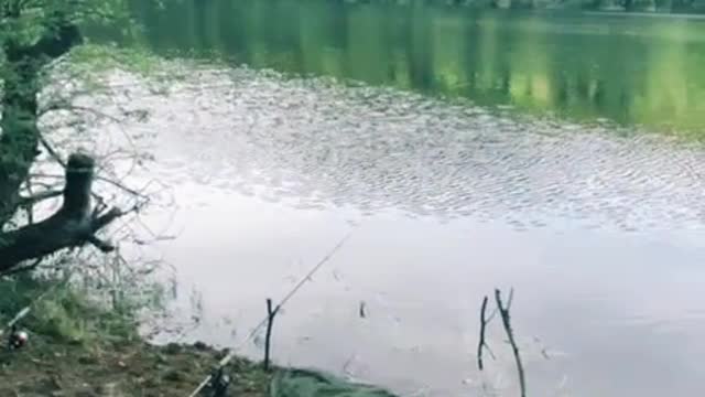 @.gofishing #angeln #gowild #fishing #camping #naturpur #