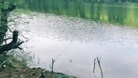 @.gofishing #angeln #gowild #fishing #camping #naturpur #