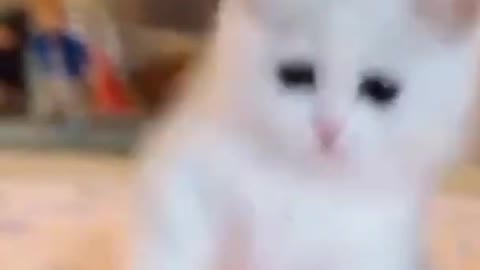 cute cat playing