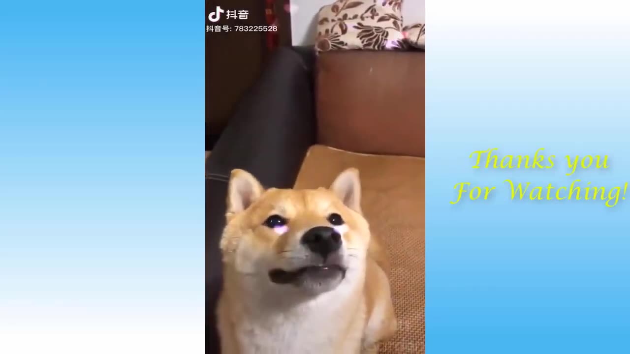 Best Funny Animal Videos of the year 2024, funniest animals ever relax with cute animals video