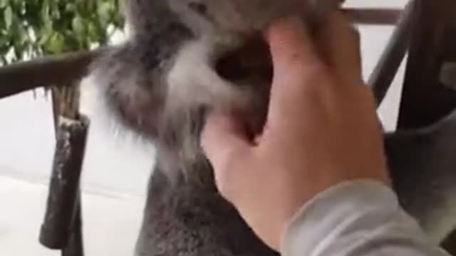This is how happy Koala sounds like when you pet him