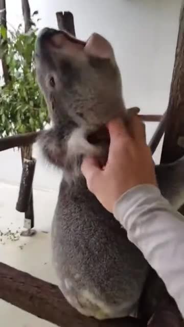 This is how happy Koala sounds like when you pet him