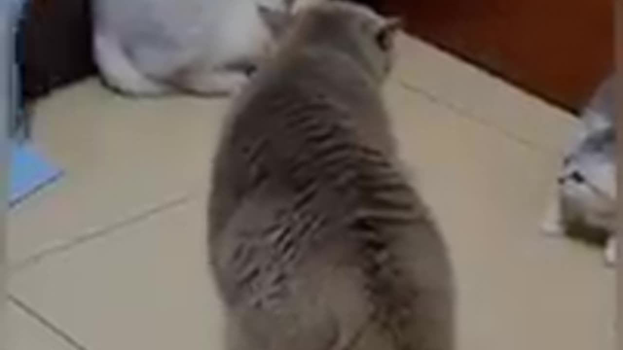 Funny Cats Video