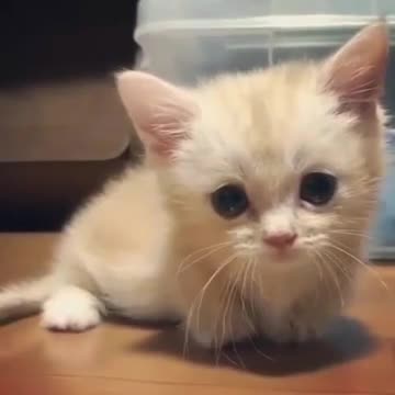 Cute & funny cat...