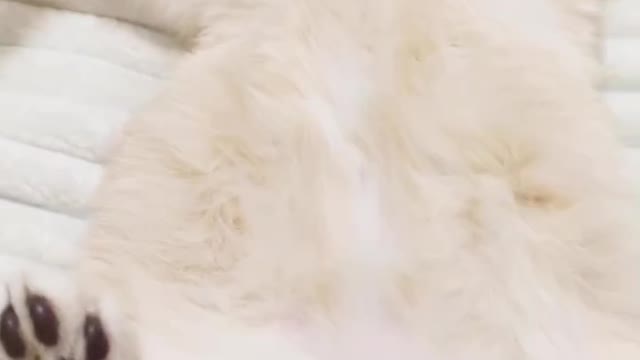 Cat lover