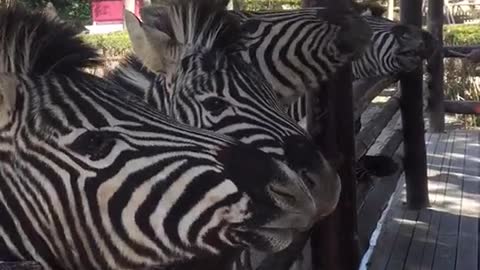 A zebra