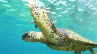 Hawaiian Green Sea Turtle off Maui, Hawaii