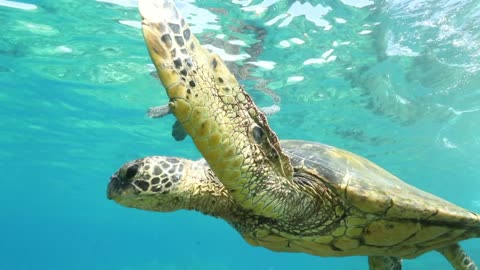 Hawaiian Green Sea Turtle off Maui, Hawaii