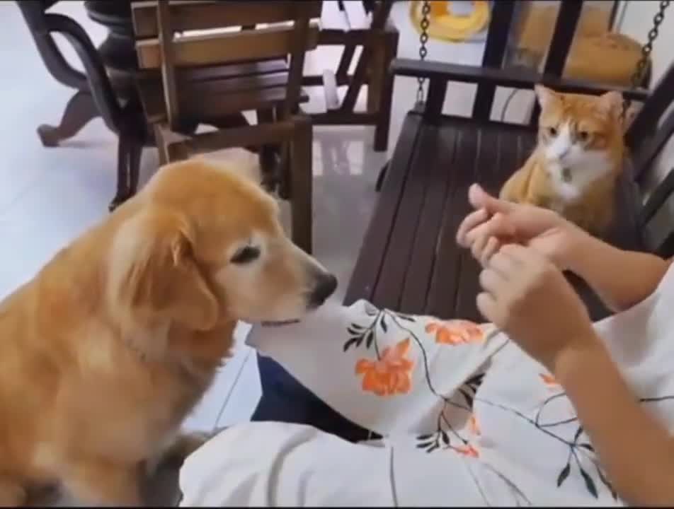 WATCH: Cat learns Dog's moves for a treat