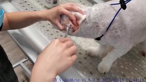 What REALLY goes on at the pet groomers