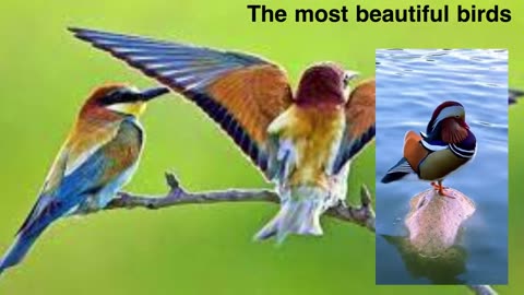 The most beautiful birds