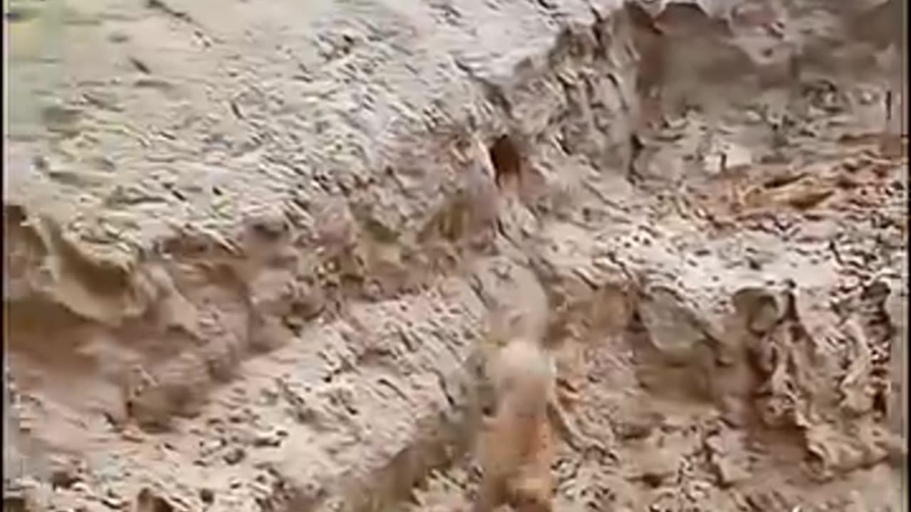 Funny animals
