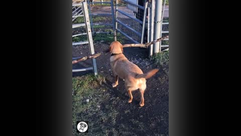 Labrador funny cute dog