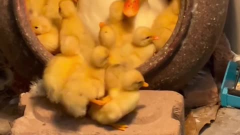 DUCK VIDEO BABY