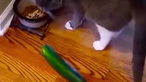 Animals comedy video cute cat❤😄🥰