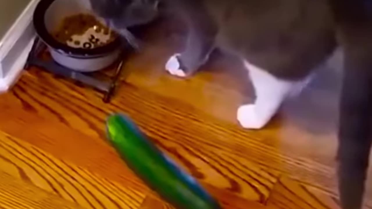 Animals comedy video cute cat❤😄🥰