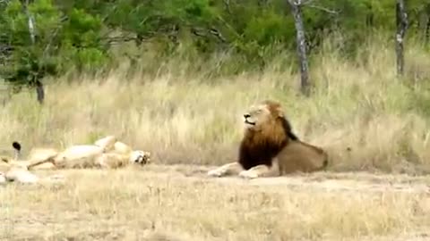 Hilarious! Lioness attempting to lure an uninterested male Lion to mate!