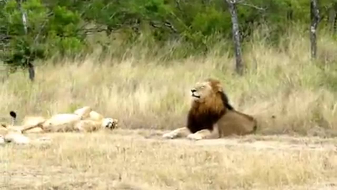 Hilarious! Lioness attempting to lure an uninterested male Lion to mate!