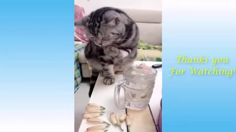 Funny Cat 🐈 videos