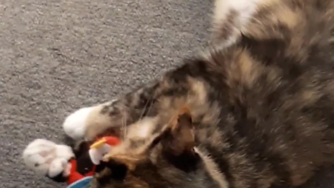 Cat play time