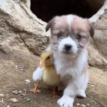 Dog and Duck Cute love bond