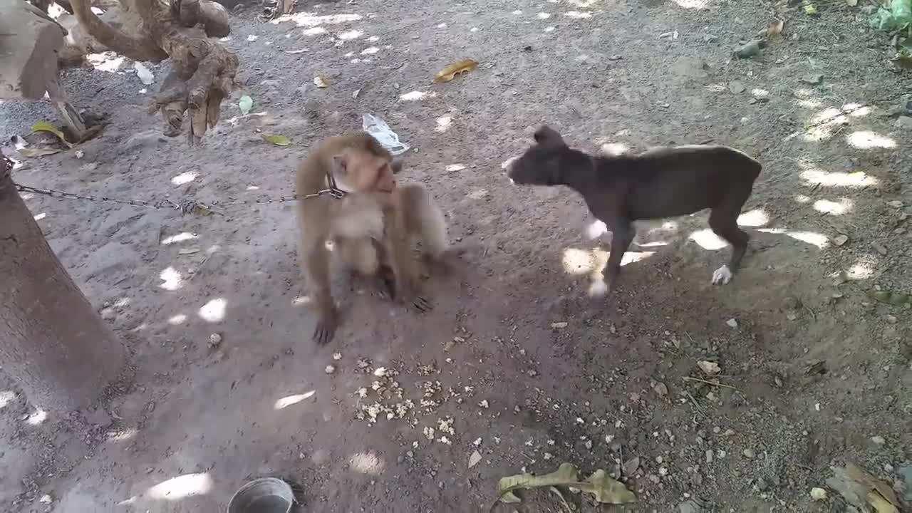 Monkey vs Dog-10