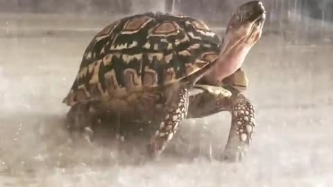 Tortoise enjoying a shower.. 😊