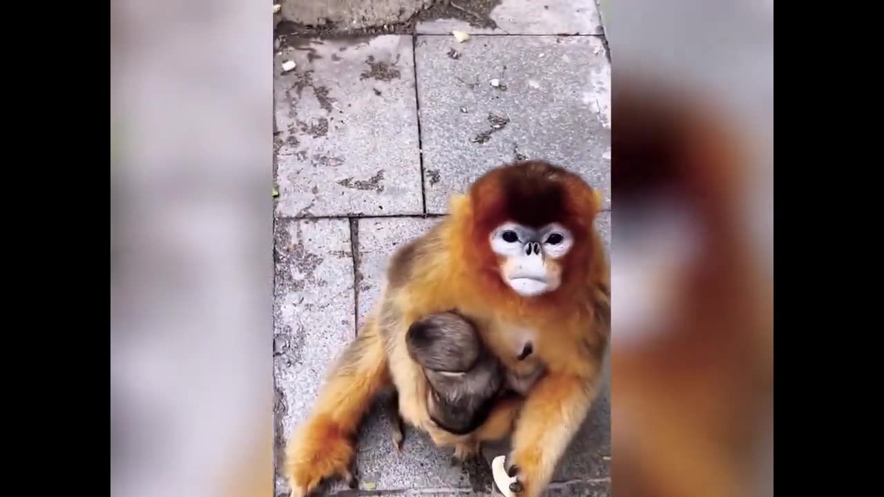 Aww Cute Baby Animals Videos Compilation | Funny and Cute Moment of the Animals #12