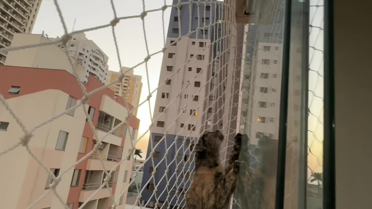 Cat Tries to Befriend Upstairs Neighbor Cat