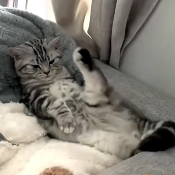 Funny cat videos | cute cats | Try not to laugh | Cat videos Compilation #shorts