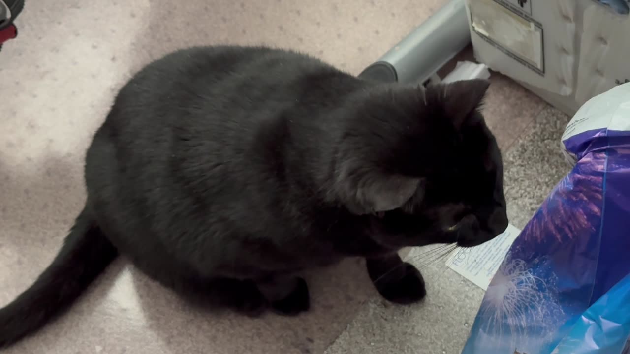 Cute Precious Piper Has a Lot of Jobs in the Office - Adopting a Cat from a Shelter Vlog