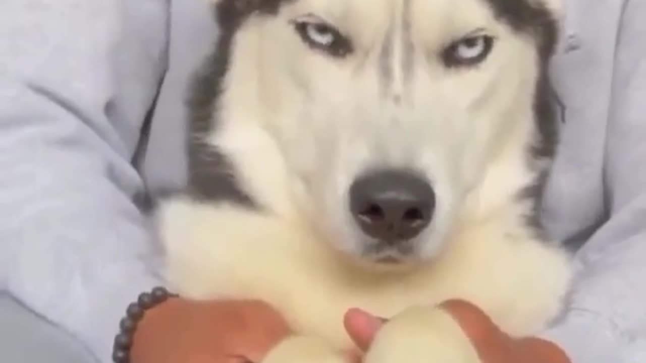 Funny husky dog video make your day🐶🐶