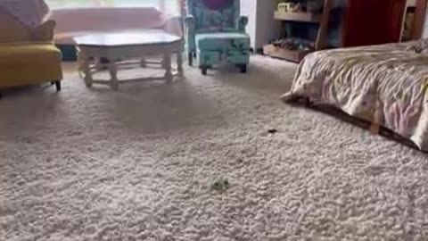 animals_cute 63