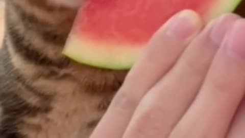 Cute cat watermelon eating