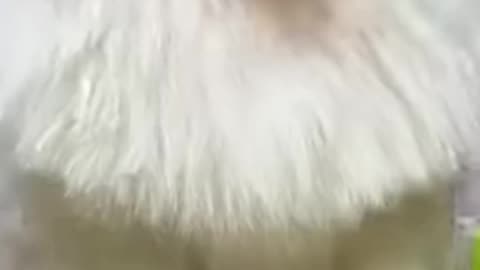 Inco:am I superman #dog #comedy #cat