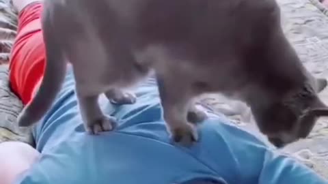 Cute animals cat funny moment