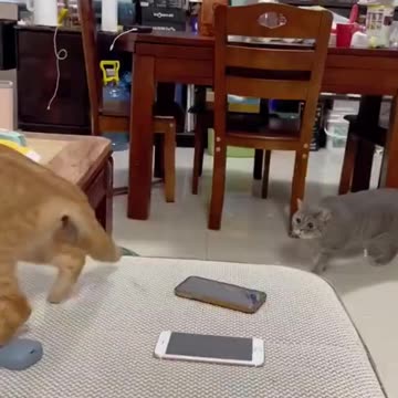2023 Funniest Cat Videos You'll Laugh So Hard You'll Cry #80