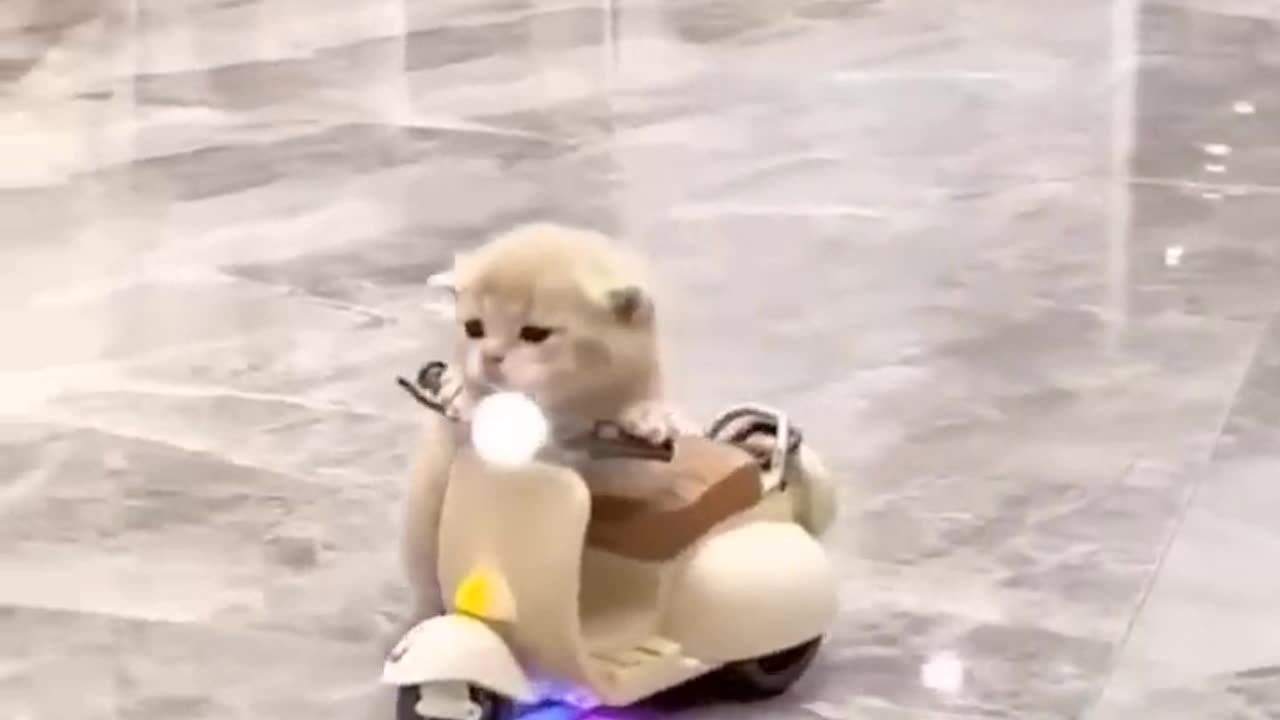 Try to not laugh